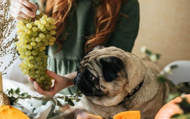 Ask Dr. Jenn: Can I feed my dog grapes?